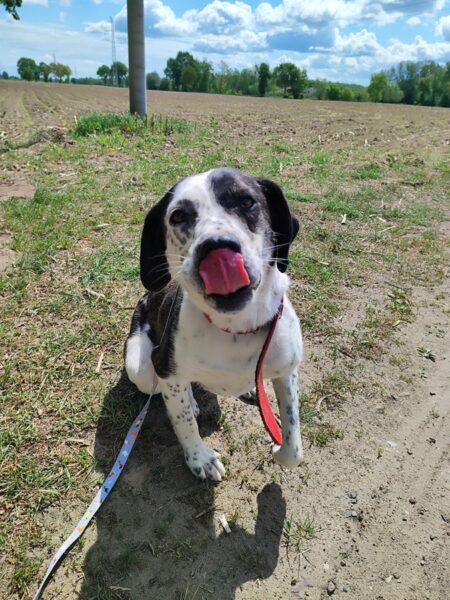 P 2514 - BELLA