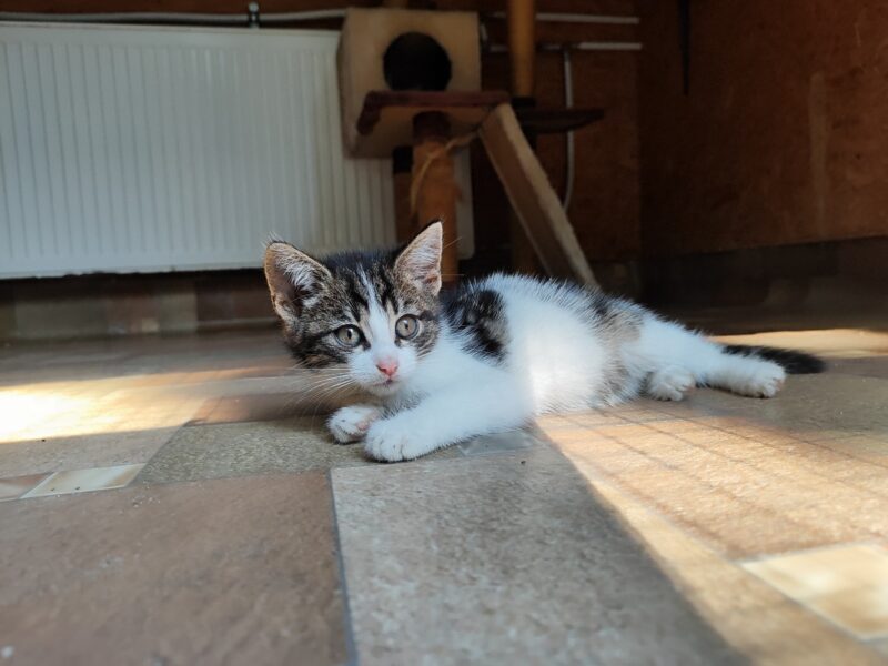K 447 CLEO