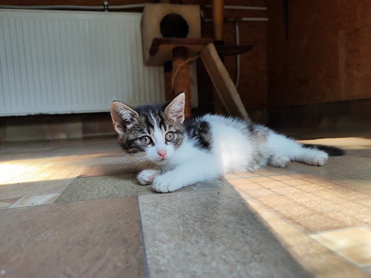 K 447 CLEO