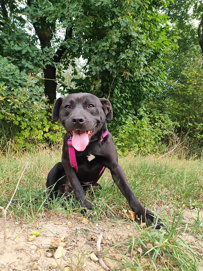 P 2549 DAISY