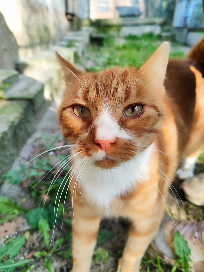 K 454 GARFIELD